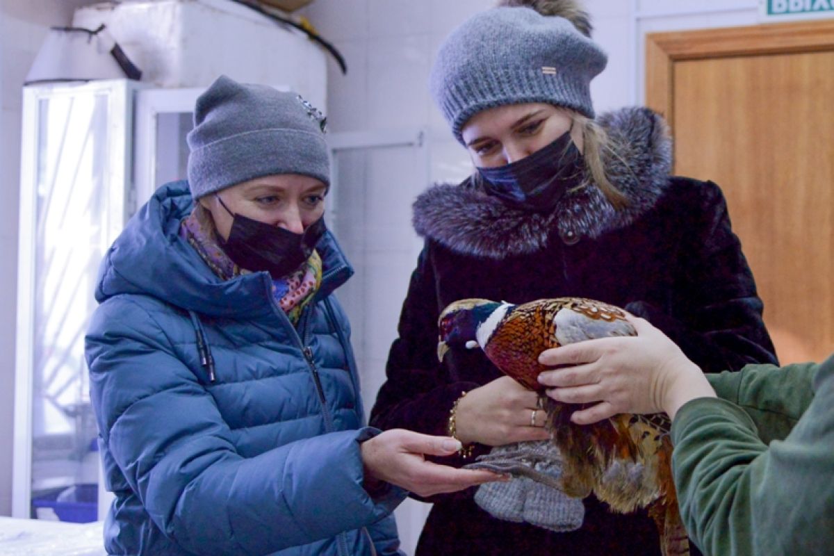 Как сотрудницы Гродековского музея спасли фазана от гибели