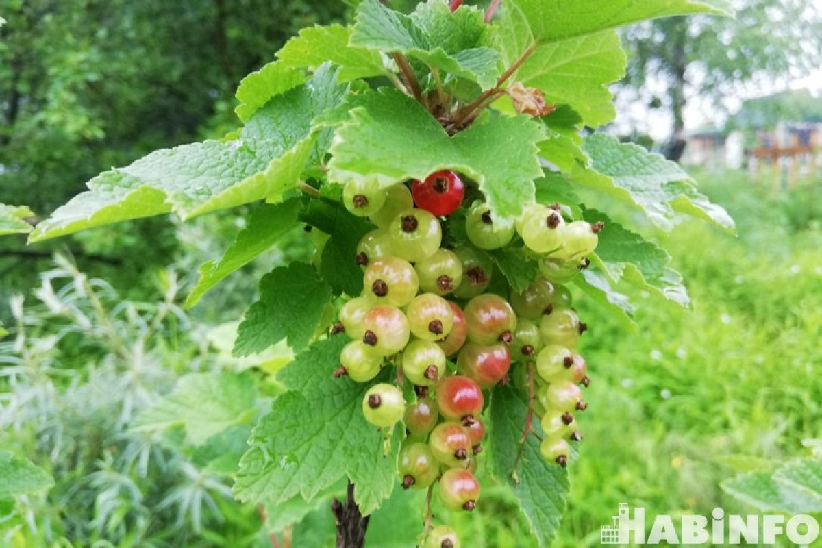 Когда наступит лето: каким будет июль в Хабаровске