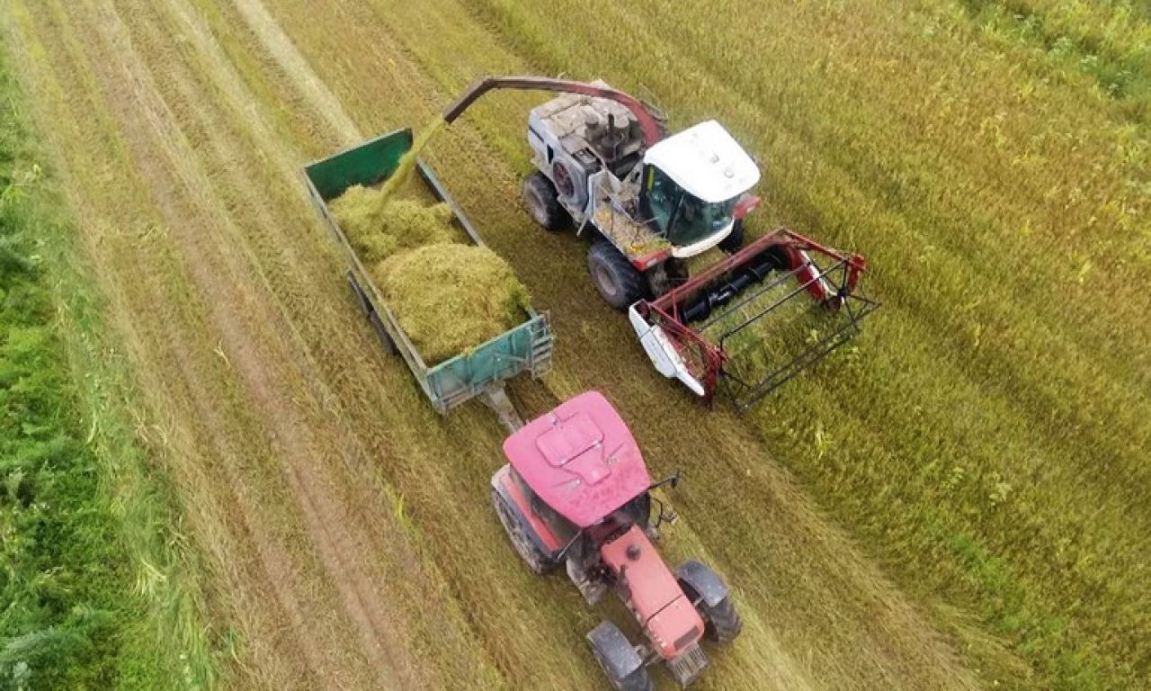 В хозяйствах края завершают заготовку сочных и грубых кормов