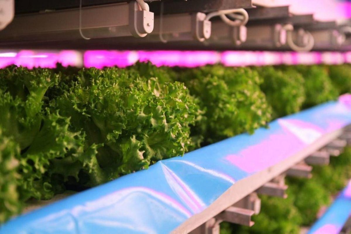 Как край обеспечивает себя продуктами питания