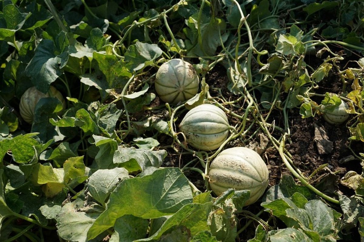 Урожайная бахча