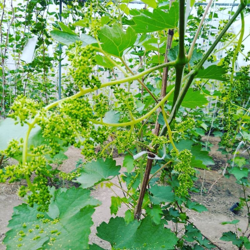 Виноградарь из Благовещенска замахнулся на промышленное производство