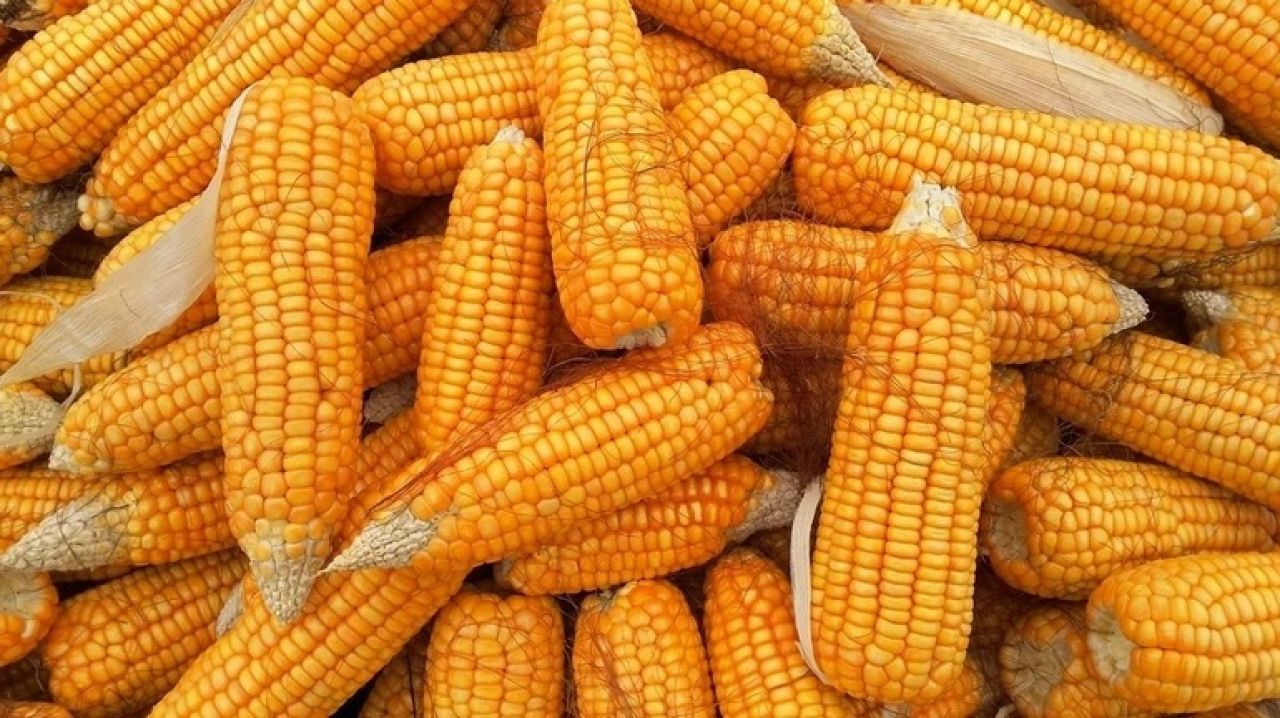 Лакомство родом из детства. Сладкая кукуруза: правила посадки и ухода